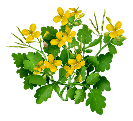 Celandine in Proctonic